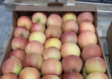 Поставка яблок Фуджи